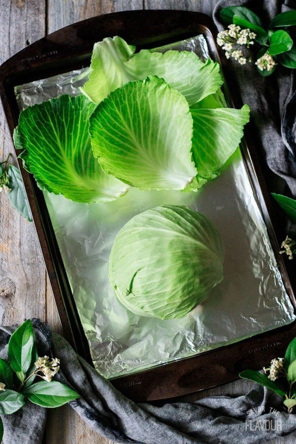 cabbage leaf